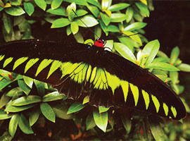 Gunung Mulu National Park Flora & Fauna