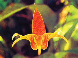 Gunung Mulu National Park Flora & Fauna