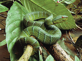 Gunung Mulu National Park Flora & Fauna