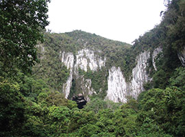 Gunung Mulu National Park Flora & Fauna