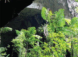 Gunung Mulu National Park Flora & Fauna