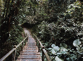 Gunung Mulu National Park Flora & Fauna