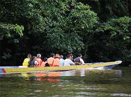 Gunung Mulu National Park Flora & Fauna