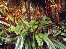 Bio-Diversity in Gunung Mulu National Park