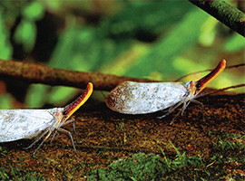 Bio-Diversity in Gunung Mulu National Park