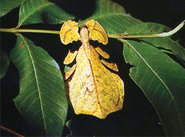 Bio-Diversity in Gunung Mulu National Park