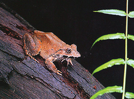 Gunung Mulu National Park Forest Activities / Natural Walks